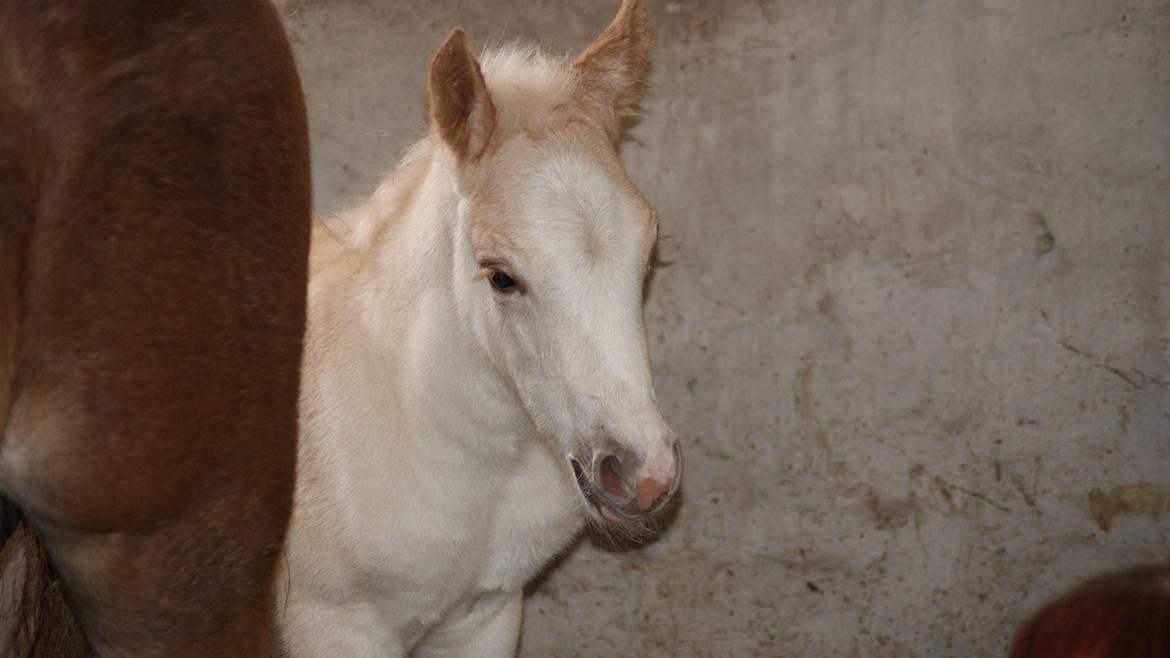 Haflinger Askmon Nordan billede 15