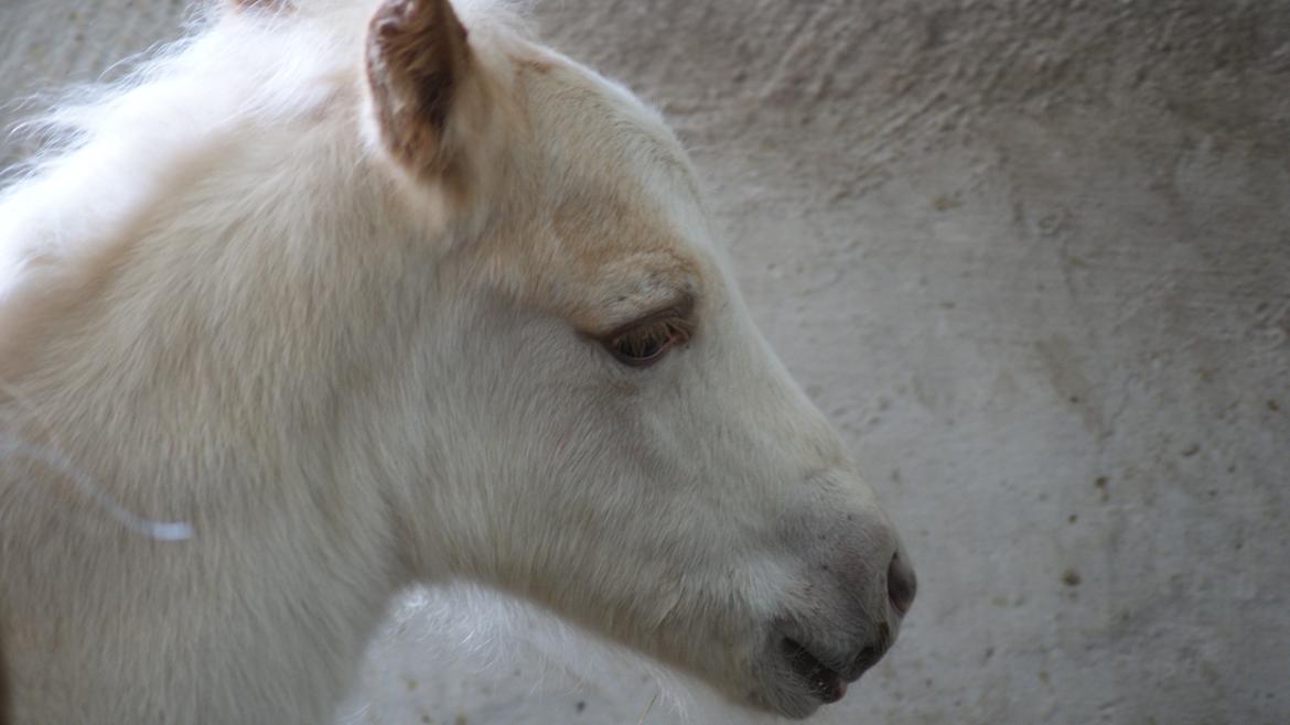 Haflinger Askmon Nordan - Baby Askmon billede 16