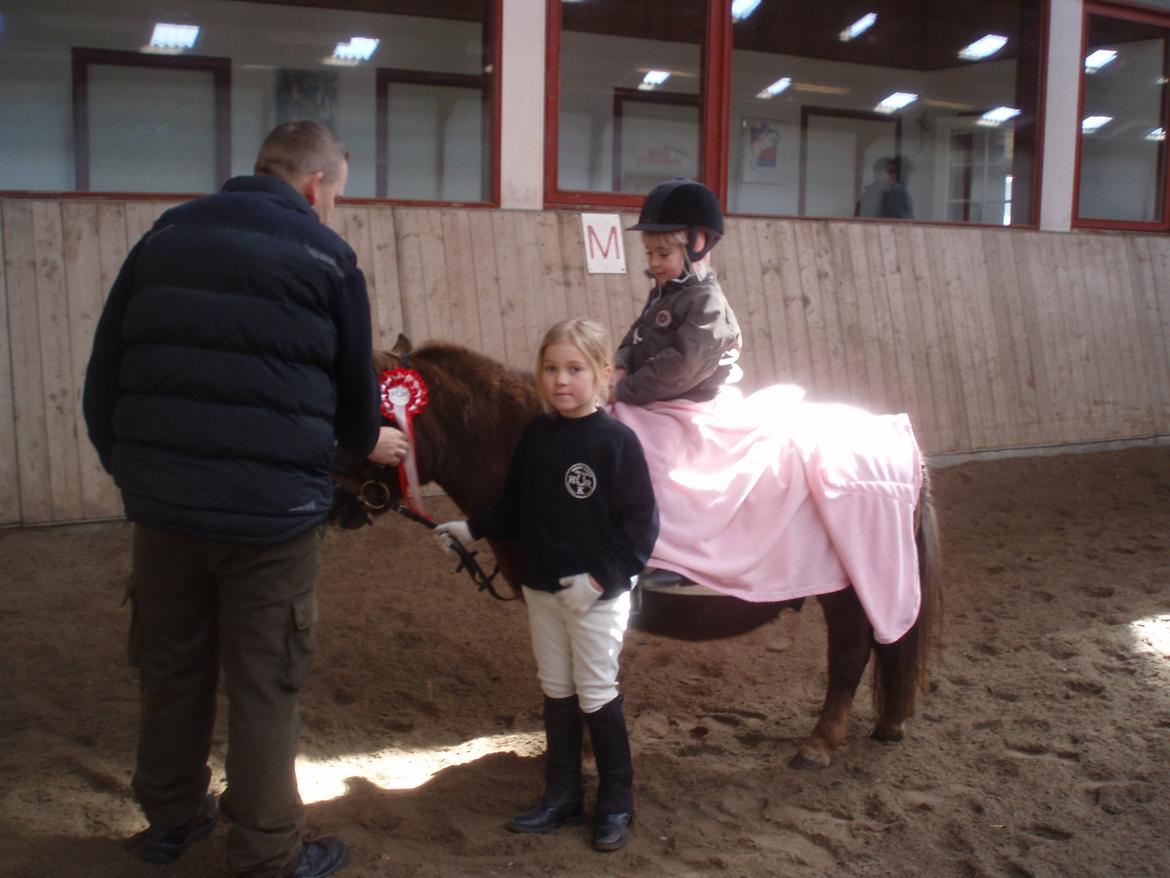 Shetlænder Duga Juel (SOLGT) billede 4