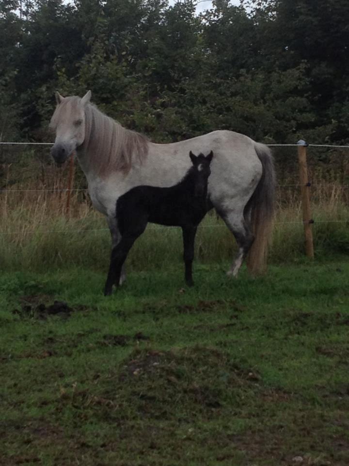Welsh Pony (sec B) Tingstedgaards Silicka billede 1