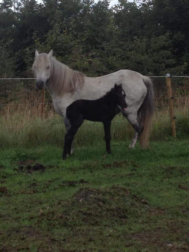 Welsh Pony (sec B) Tingstedgaards Silicka billede 2