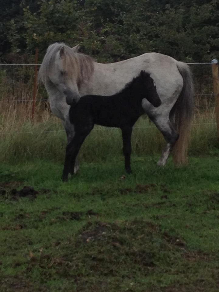 Welsh Pony (sec B) Tingstedgaards Silicka billede 3