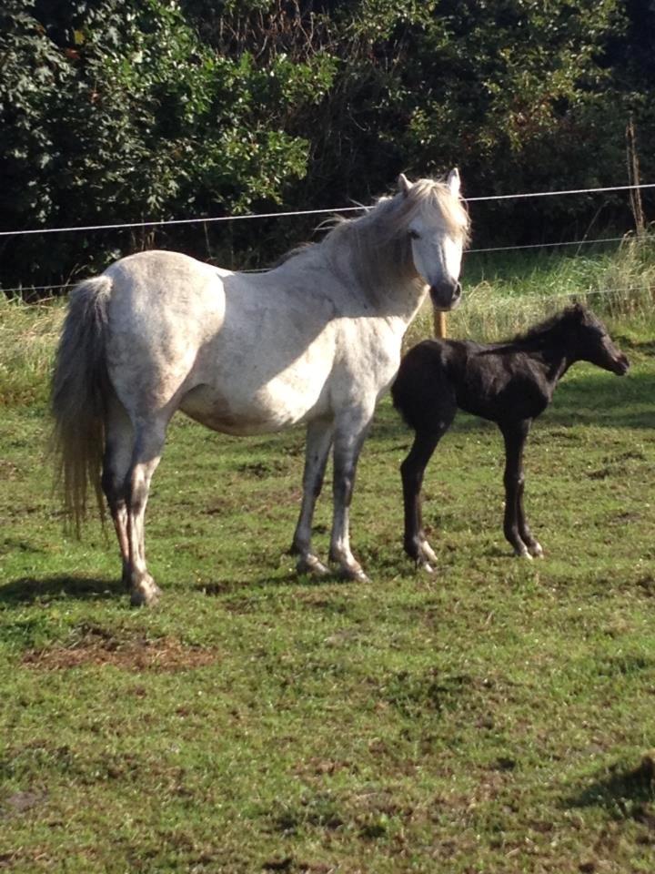 Welsh Pony (sec B) Tingstedgaards Silicka billede 4