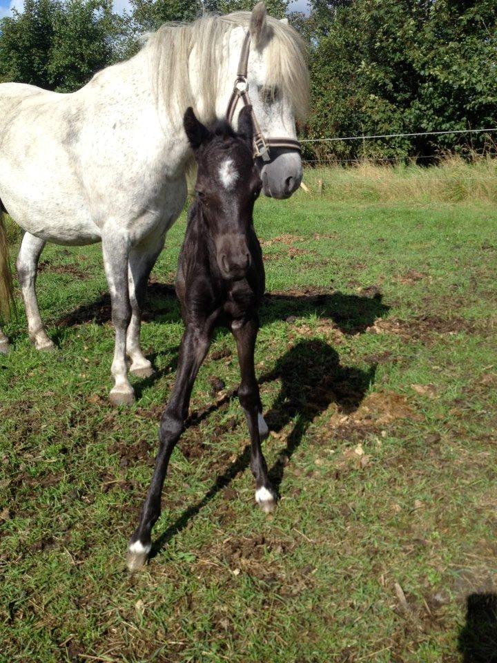 Welsh Pony (sec B) Tingstedgaards Silicka billede 5