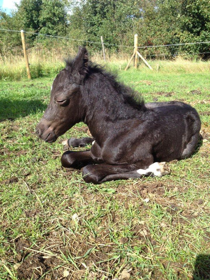 Welsh Pony (sec B) Tingstedgaards Silicka billede 6