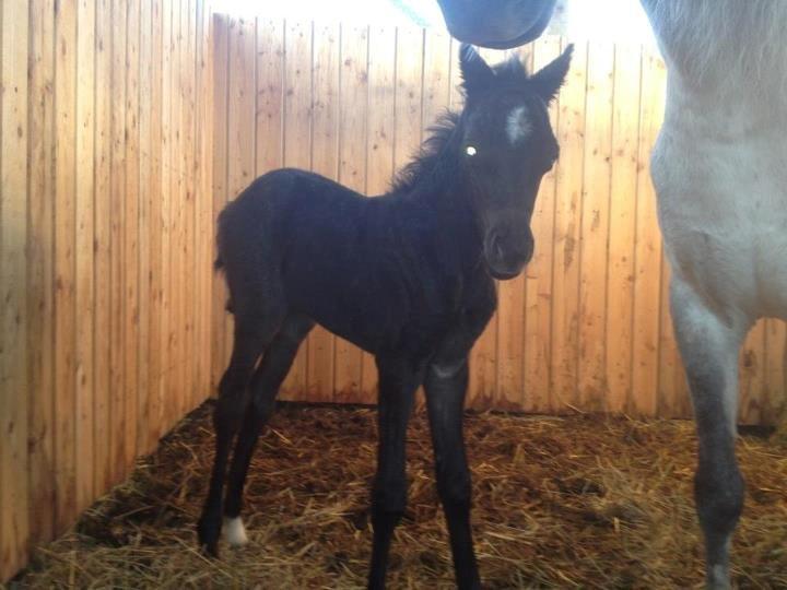 Welsh Pony (sec B) Tingstedgaards Silicka billede 7