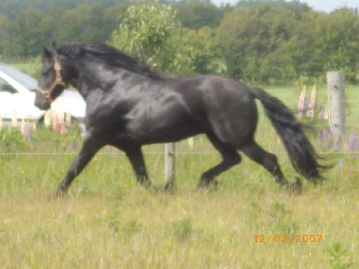 Frieser Marquis billede 2