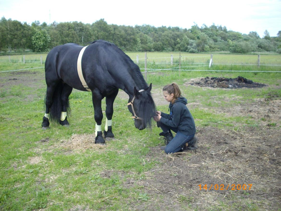 Frieser Marquis billede 6