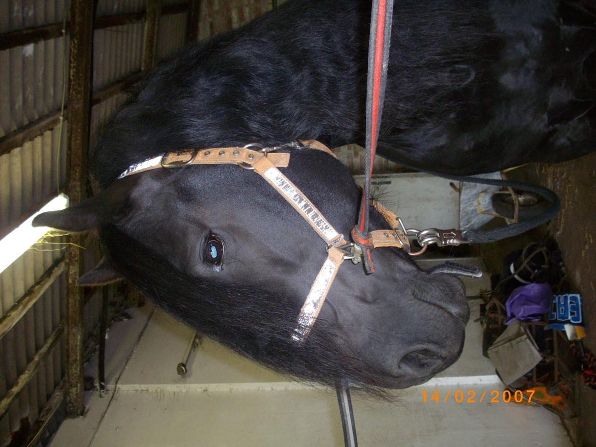 Frieser Marquis billede 8