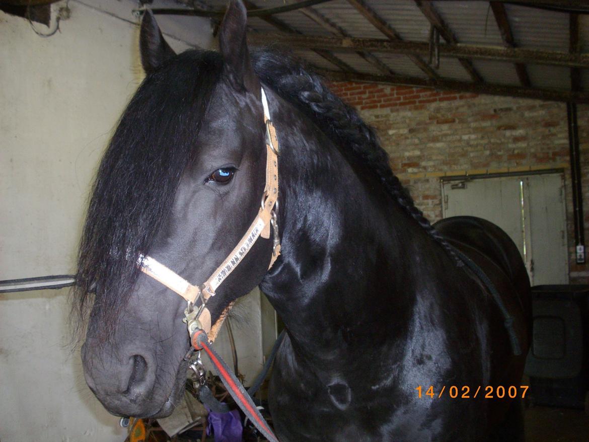 Frieser Marquis billede 9