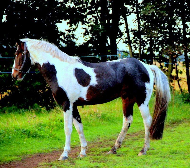 Pinto Tornado billede 2