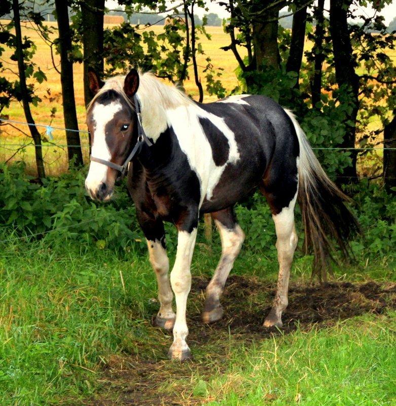 Pinto Tornado billede 4