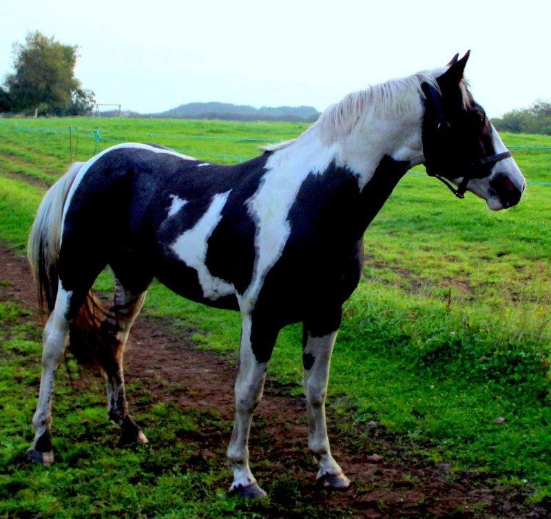 Pinto Tornado billede 5