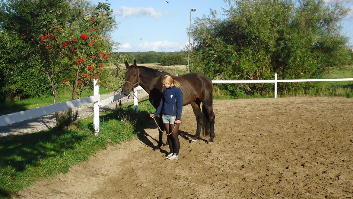 Holstener Columbus B - Dagen efter han kom hjem <3  billede 3