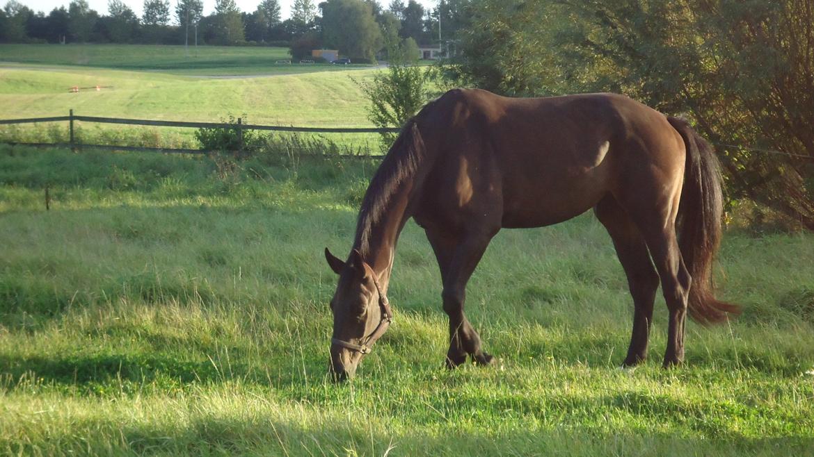Holstener Columbus B - Buller i sit es.. Bare der er græs er alting godt! billede 4