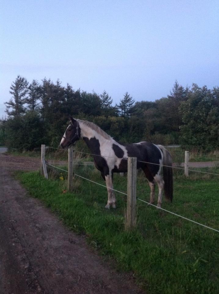Pinto Tornado billede 6
