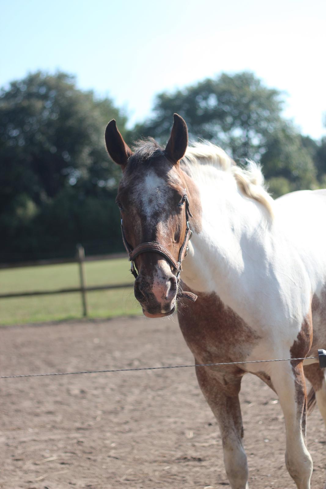 Pinto Isabella Klejs billede 8