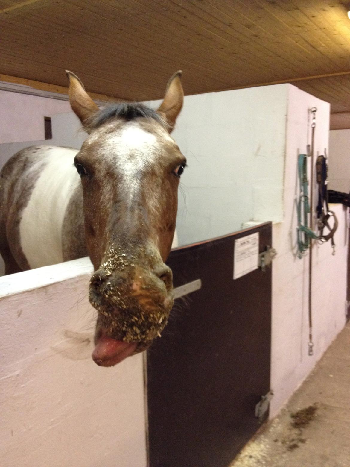 Pinto Isabella Klejs billede 10