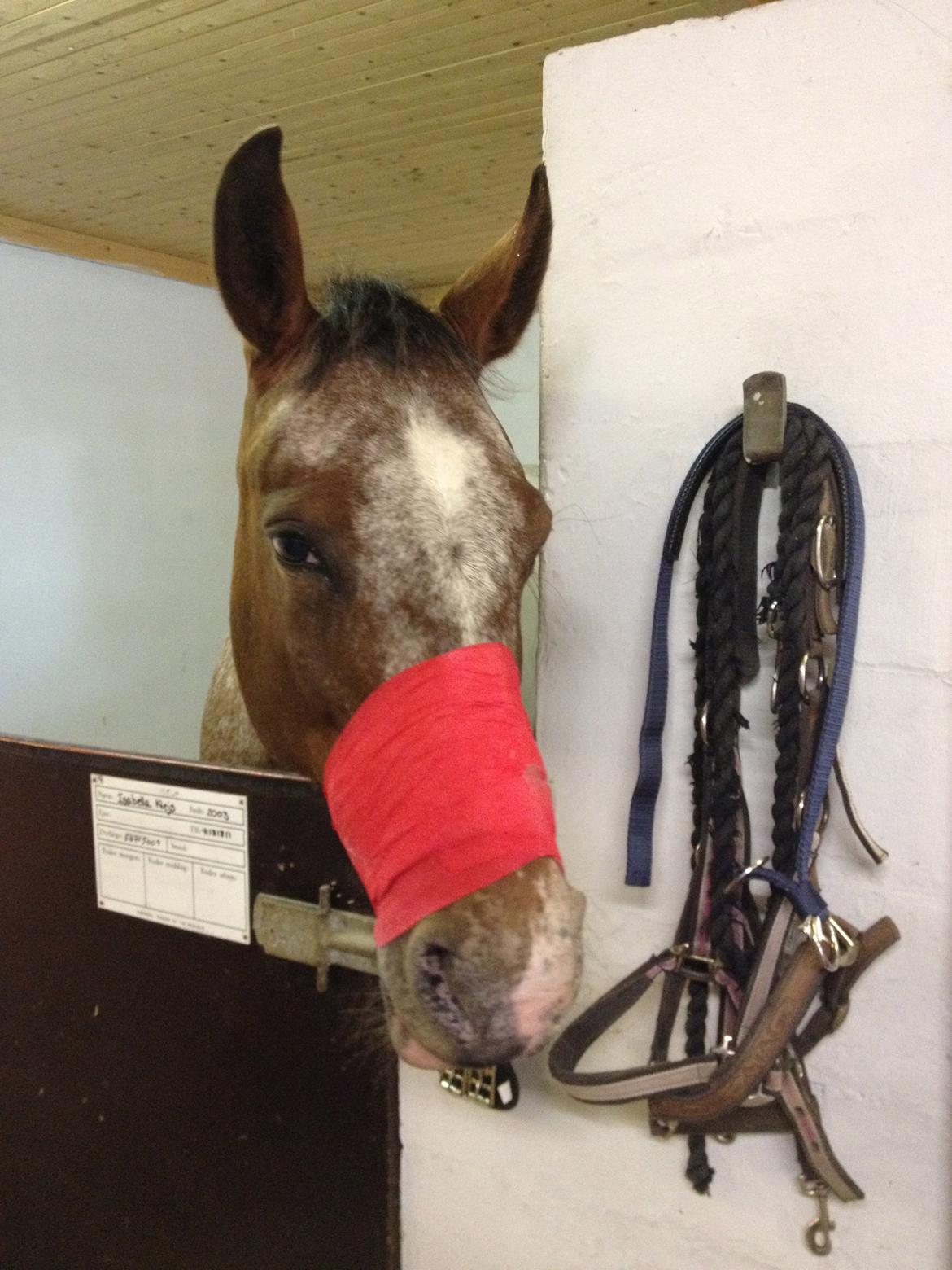 Pinto Isabella Klejs - Da belle stod med stor skade på kæben billede 12