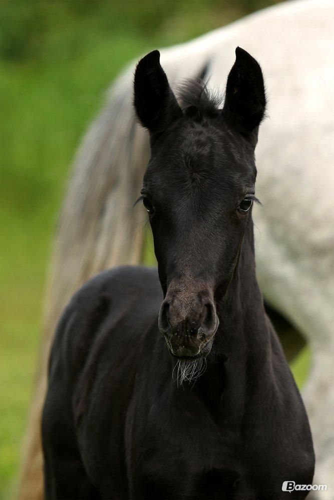 Dansk Varmblod Stendalsgaards Lantana Hit billede 9