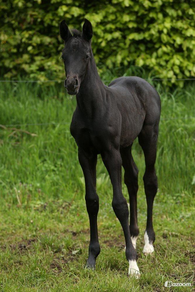 Dansk Varmblod Stendalsgaards Lantana Hit billede 10