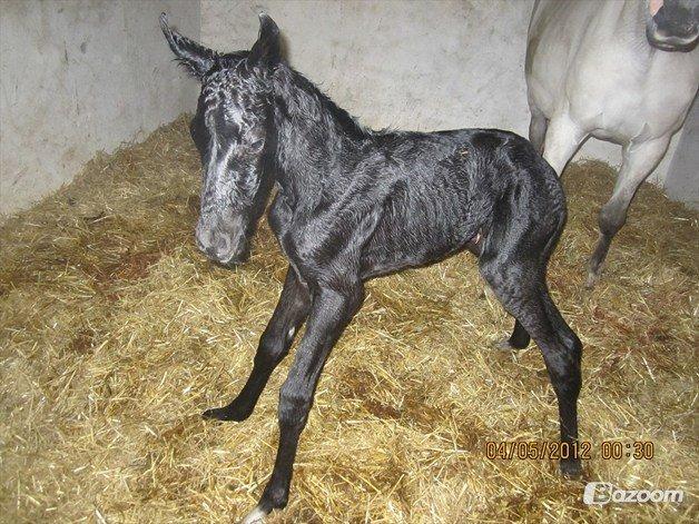 Dansk Varmblod Stendalsgaards Lantana Hit billede 11