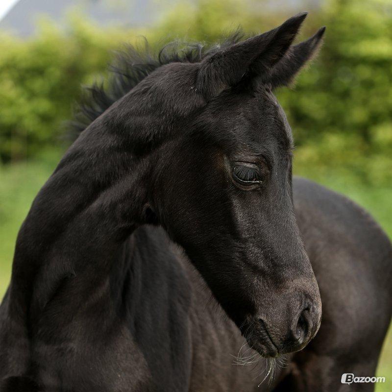 Dansk Varmblod Stendalsgaards Lantana Hit billede 12