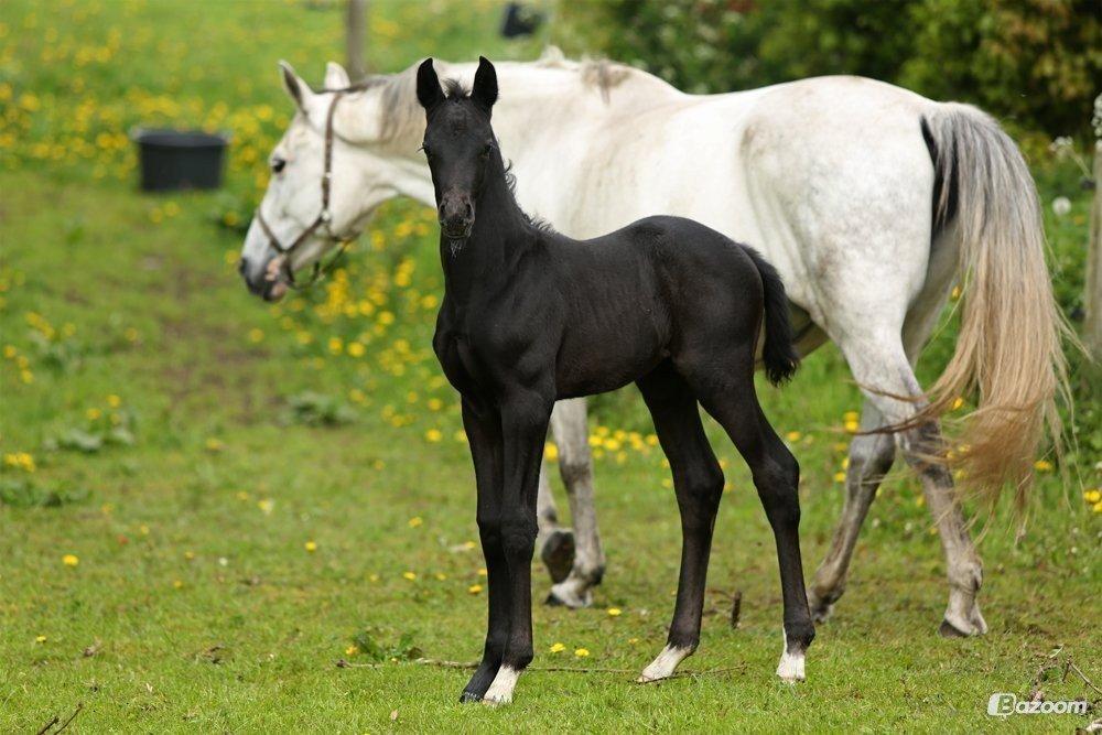Dansk Varmblod Stendalsgaards Lantana Hit billede 13