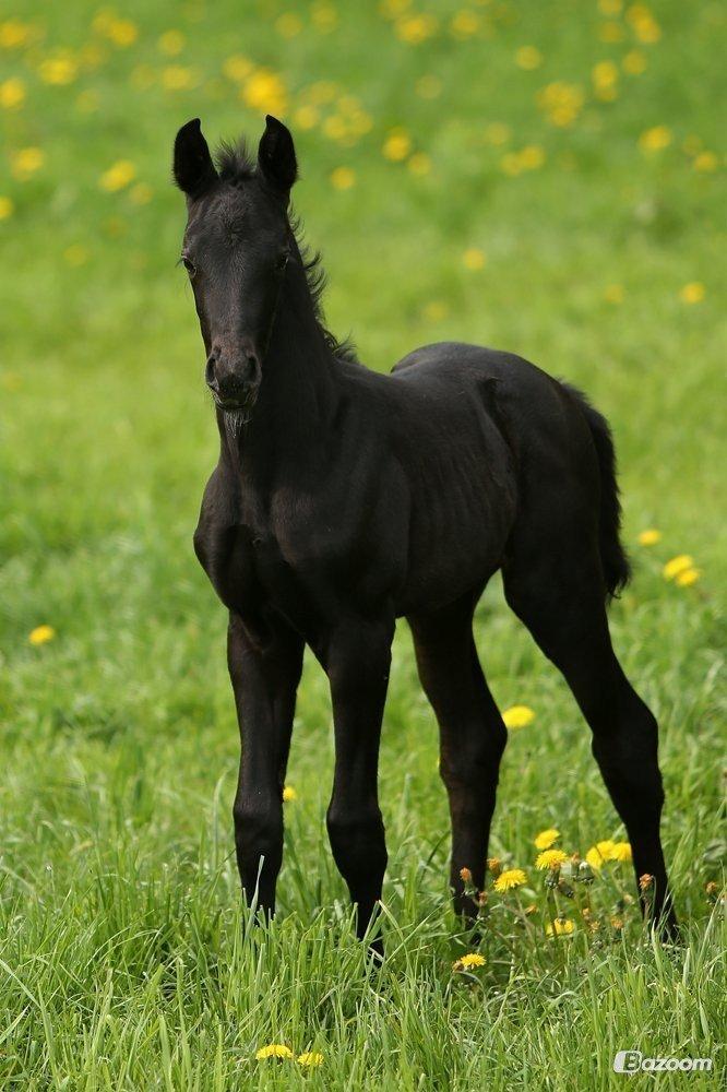 Dansk Varmblod Stendalsgaards Lantana Hit billede 14