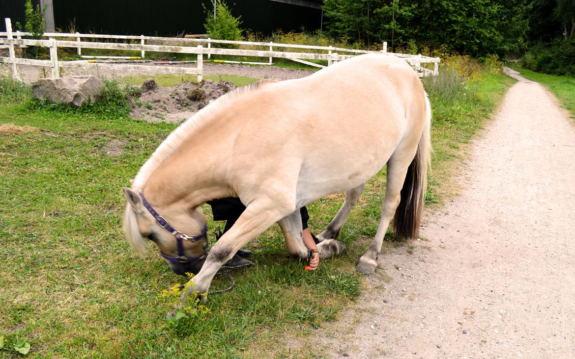 Fjordhest Ingegårds Eto - Søde Eto nåede at lære at neje, selvom der stadig var meget mere at arbejde med på dette tidspunkt, havde vi ikke mere tid <3 billede 16