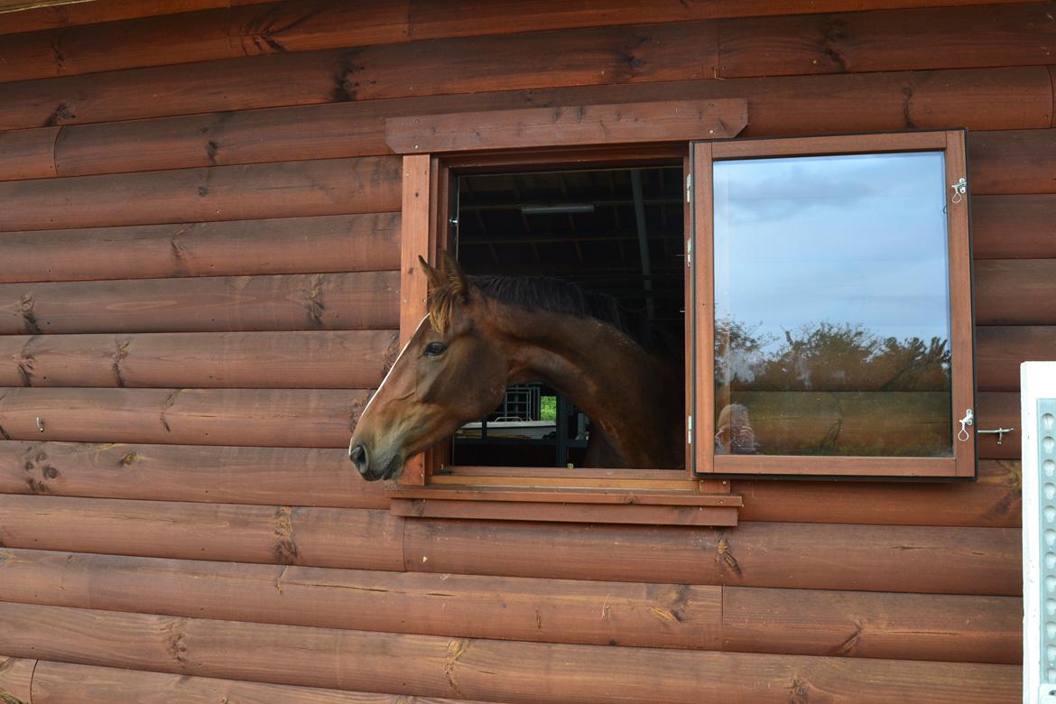 Dansk Varmblod Reloir - 18.09.12 Sidste dag med dengsen <3 billede 17