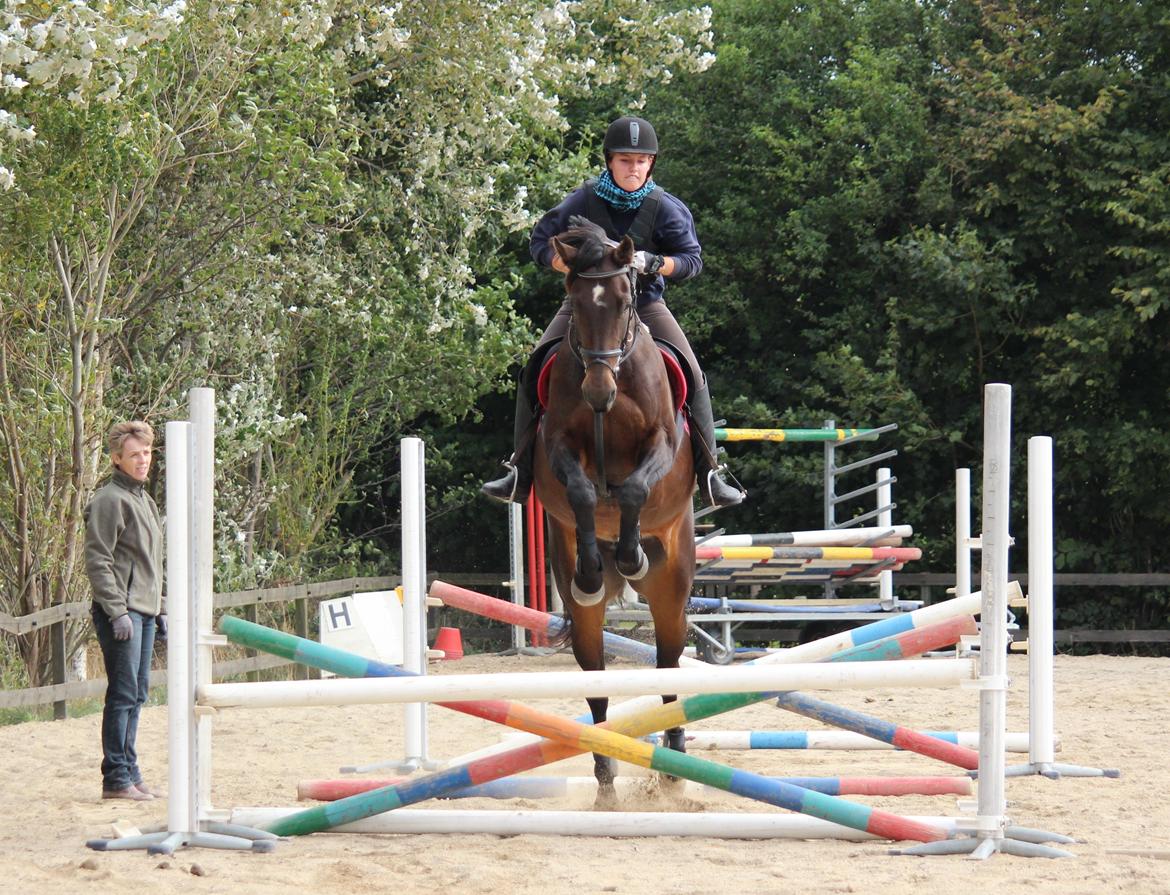 Dansk Varmblod He-Le´s Najda billede 2