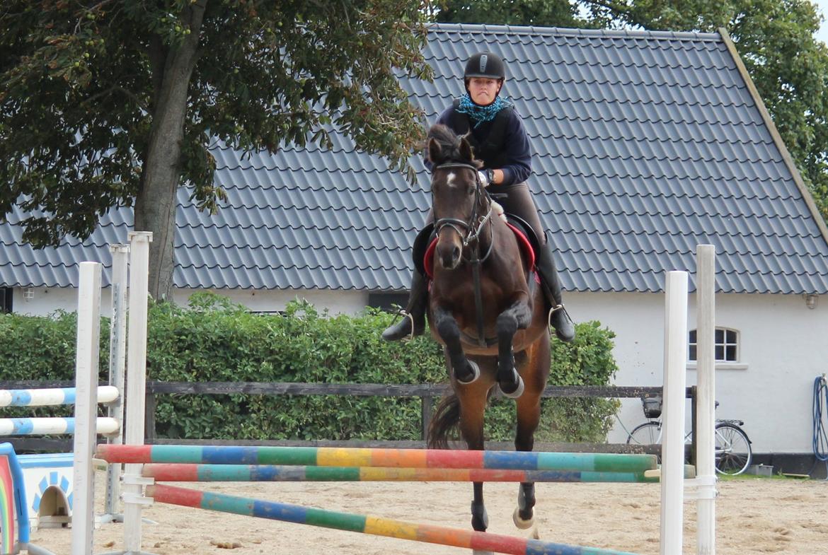 Dansk Varmblod He-Le´s Najda billede 3