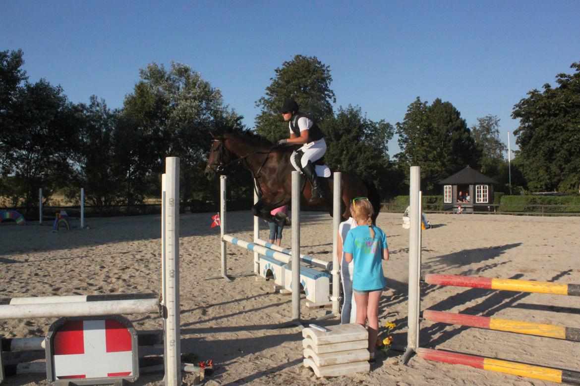 Dansk Varmblod He-Le´s Najda billede 4