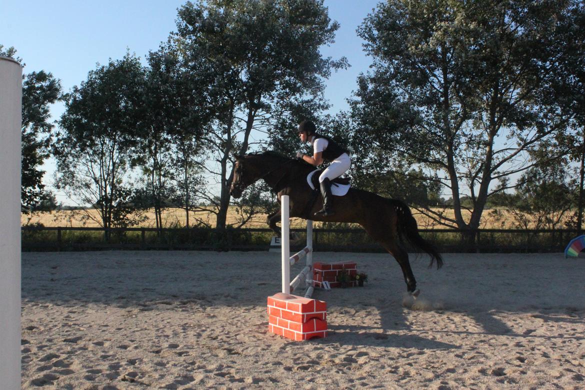 Dansk Varmblod He-Le´s Najda billede 6