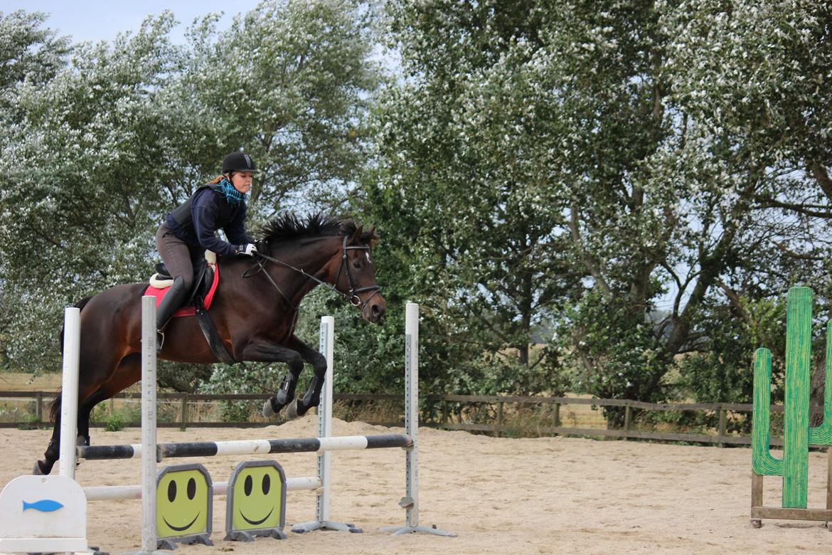 Dansk Varmblod He-Le´s Najda billede 7