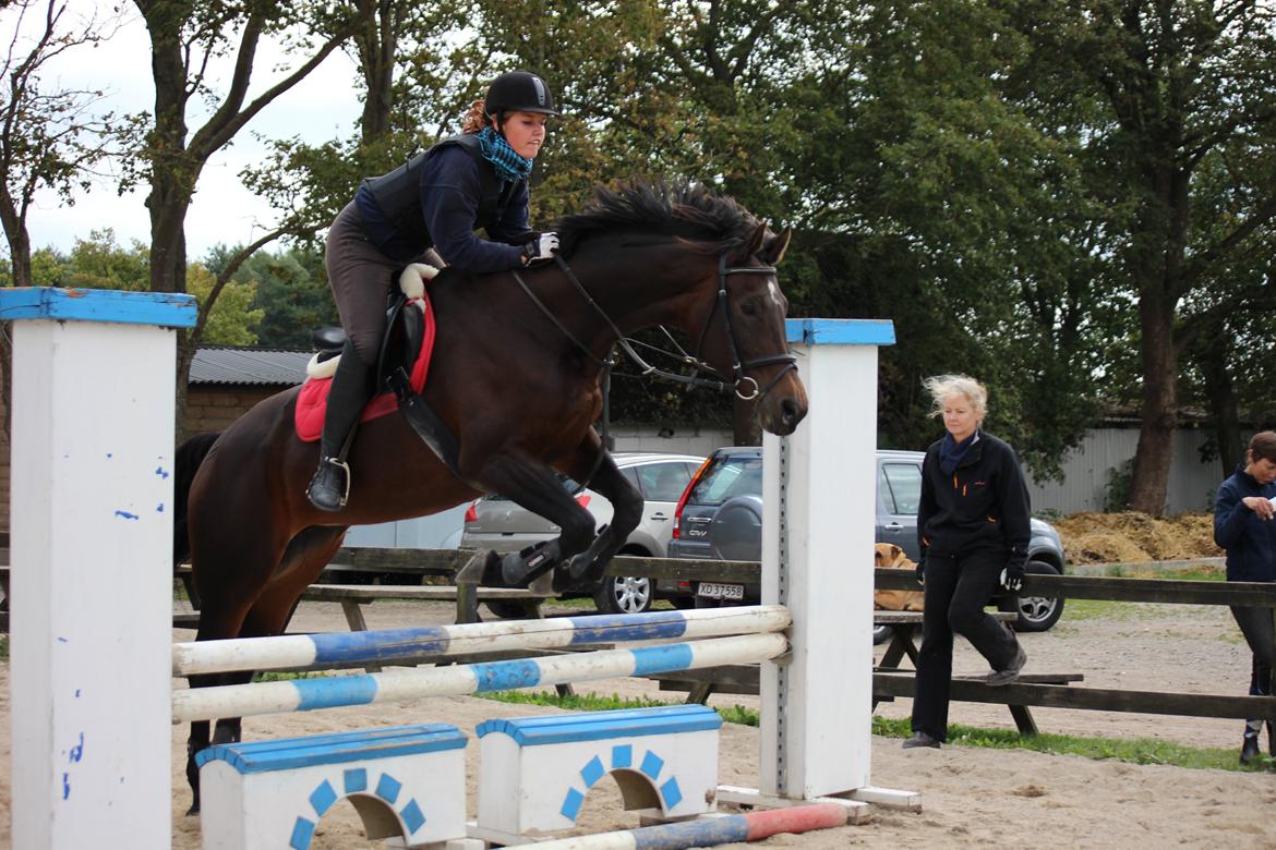 Dansk Varmblod He-Le´s Najda billede 8