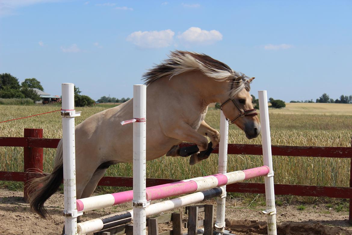 Fjordhest (Bumle)-Bella.. billede 16