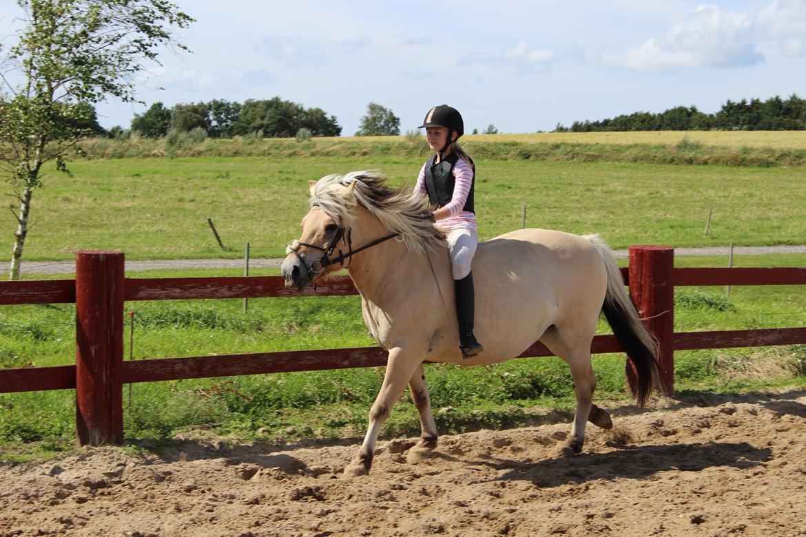 Fjordhest (Bumle)-Bella.. billede 17