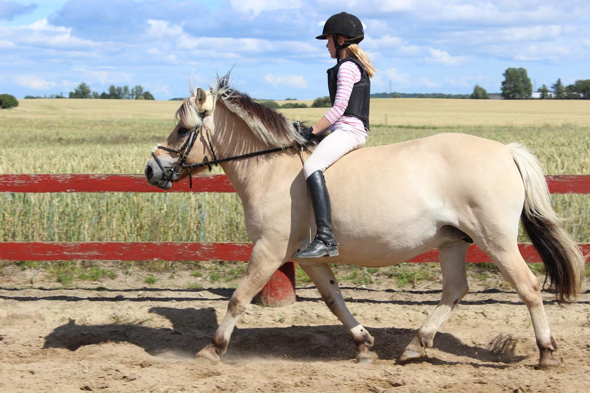 Fjordhest (Bumle)-Bella.. - Bella og hendes part Victoria, i dressur uden sadel. :) billede 18