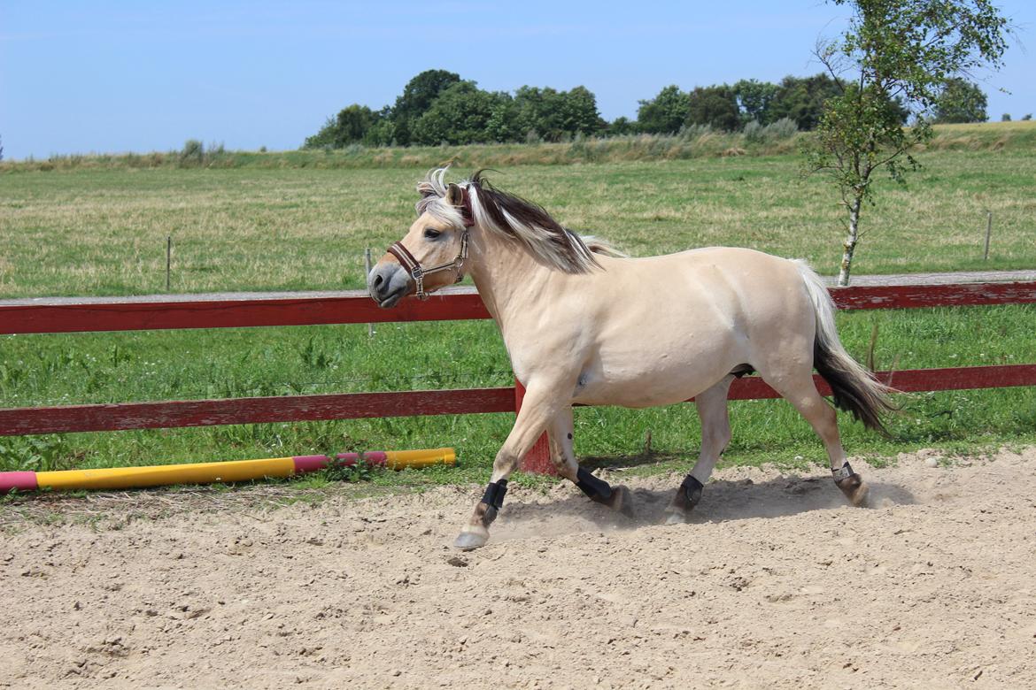 Fjordhest (Bumle)-Bella.. billede 5