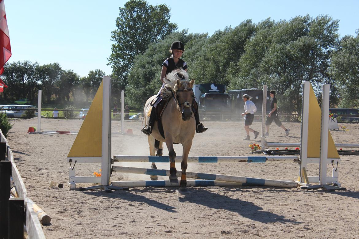 Fjordhest (Bumle)-Bella.. billede 19