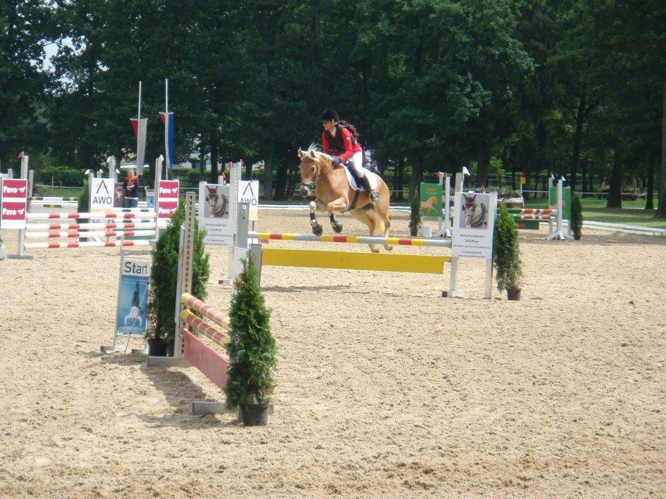 Haflinger Nordan`s Aurora *EM GULD* - EM  billede 22