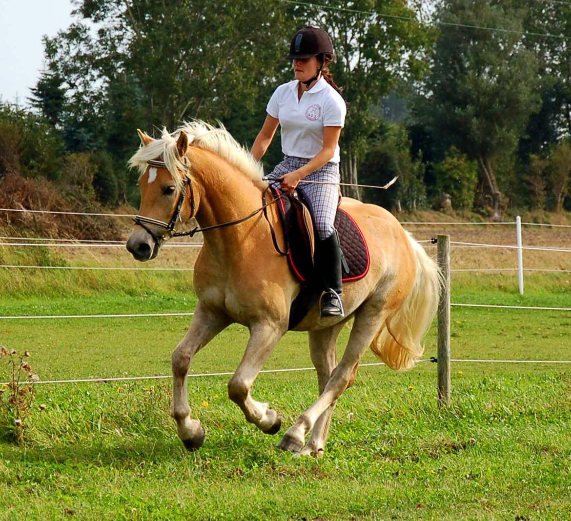 Haflinger Eskedalens Akinos billede 3