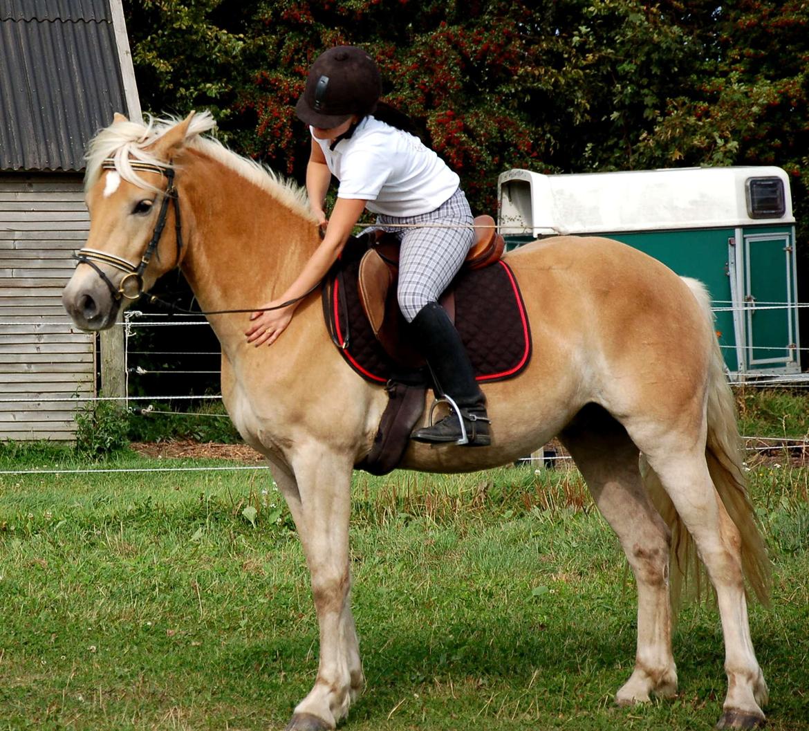 Haflinger Eskedalens Akinos billede 4