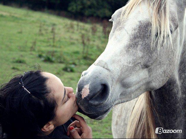Arabisk fuldblod (OX) Sakina Zakaria - Skal du ikke lige have et kys!? billede 12