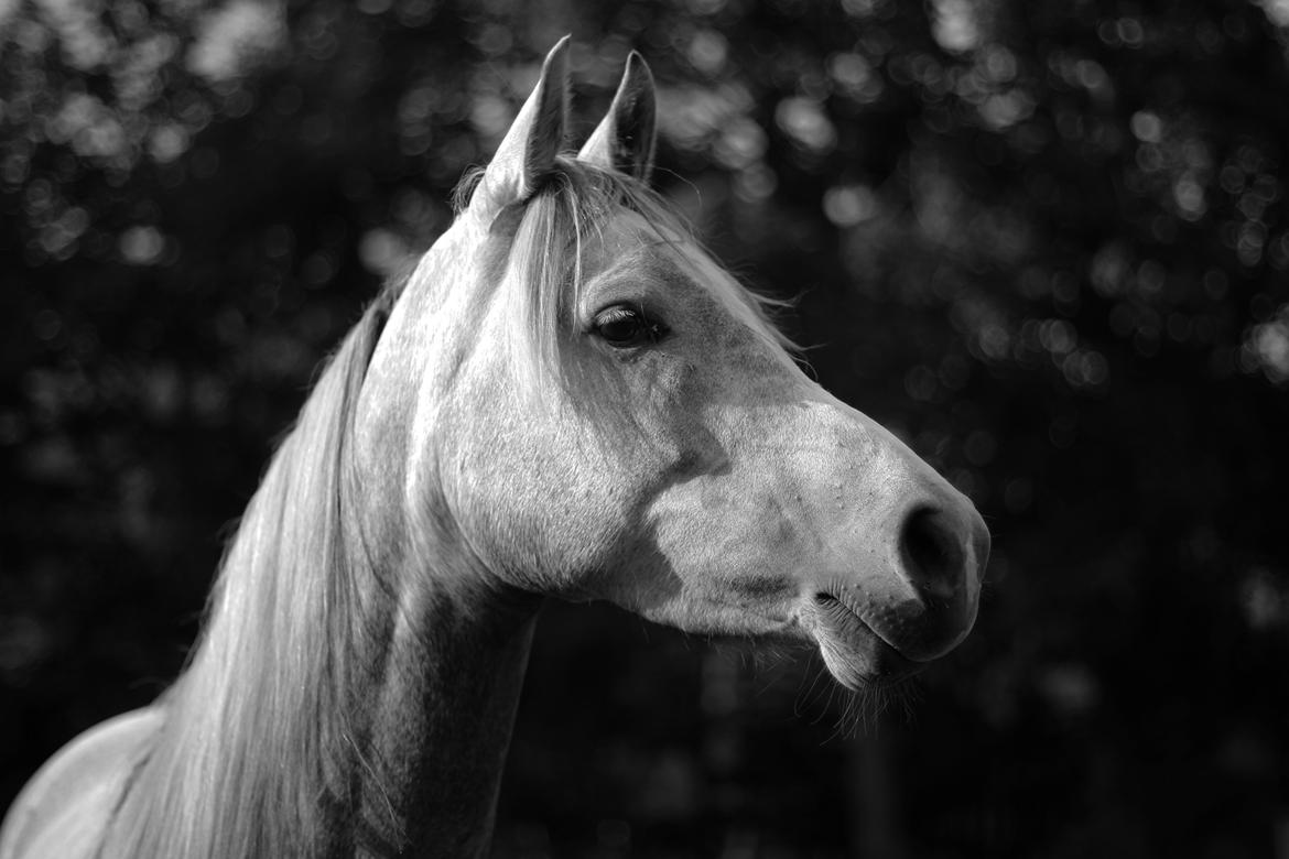 Arabisk fuldblod (OX) Sakina Zakaria - Arabian beauty, no one cn ever have such beauty as the arabian horse!
 billede 15
