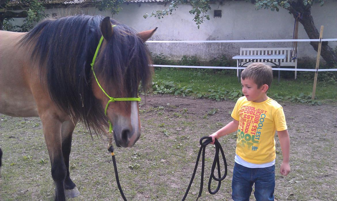Irish Cob Crossbreed Nova<3 - Min nevø og Nova. billede 17