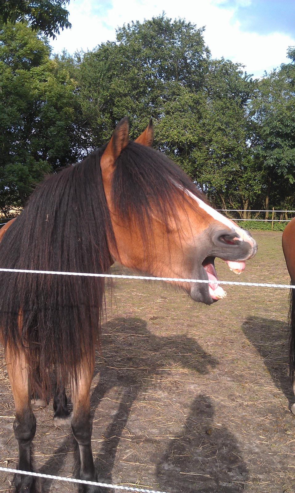 Irish Cob Crossbreed Nova<3 billede 18