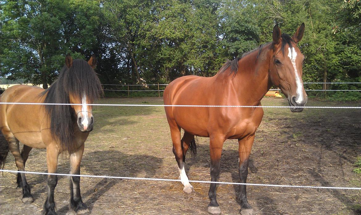 Irish Cob Crossbreed Nova<3 - Nova og min mors hest La Vita :) billede 19